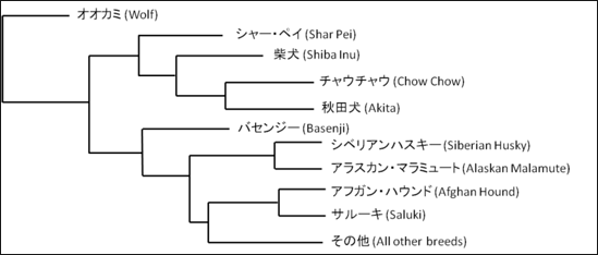 20120207-tree of ancient dog breeds.png